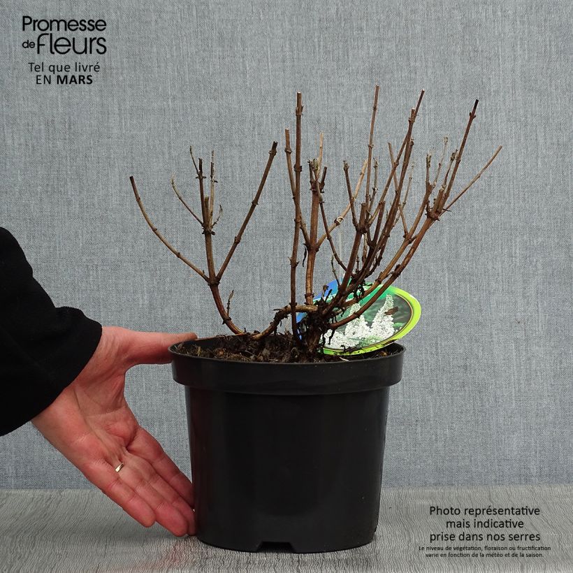 Buddleja davidii Marbled White Maceta 2L/3L Ejemplar entregado en invierno