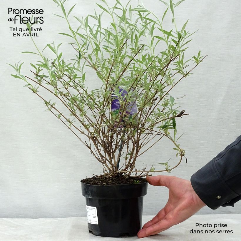 Buddleja davidii Nanho Blue Maceta 3L/4L Ejemplar entregado en la primavera