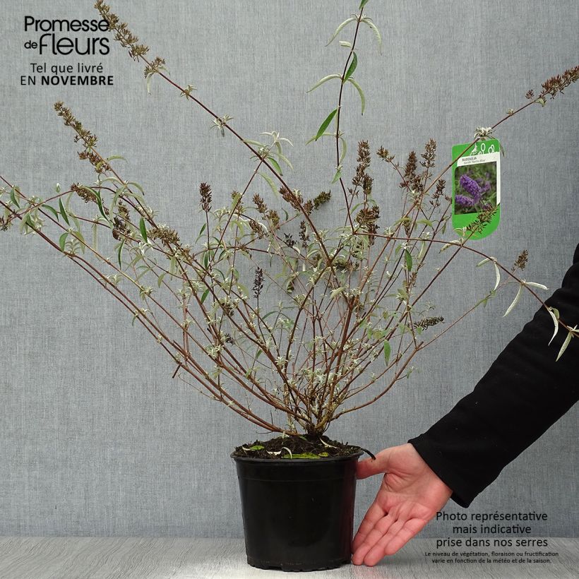Ejemplar de Buddleja davidii Nanho Blue Maceta 3L/4L entregado en otoño