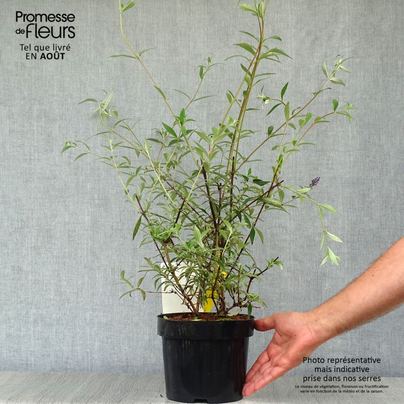 Ejemplar de Buddleja davidii Nanho Blue Maceta 3L/4L entregado en verano