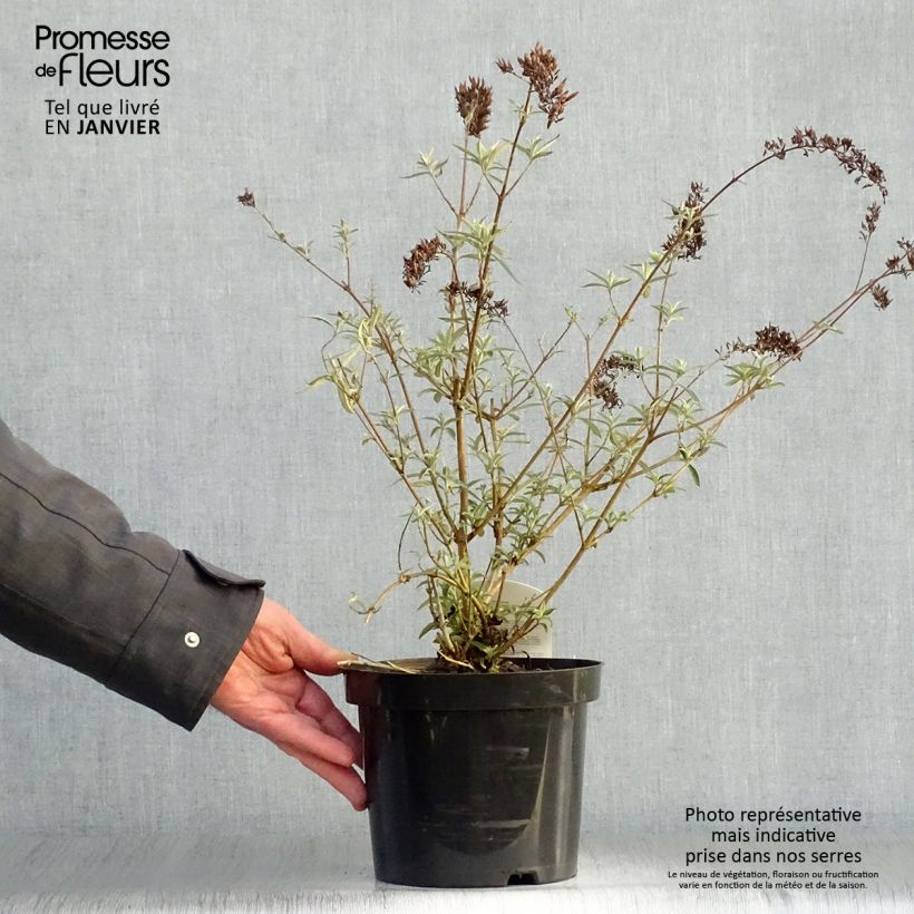 Buddleja davidii Nanho Purple Maceta 2L/3L Ejemplar entregado en invierno