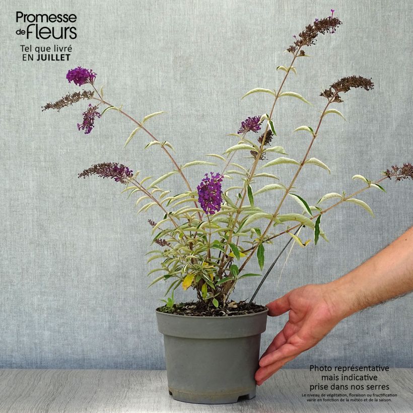 Ejemplar de Buddleja davidii Nanho Purple Maceta 2L/3L entregado en verano