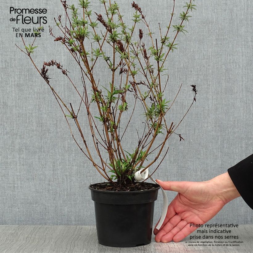 Buddleja davidii Nanho White Maceta 2L/3L Ejemplar entregado en invierno