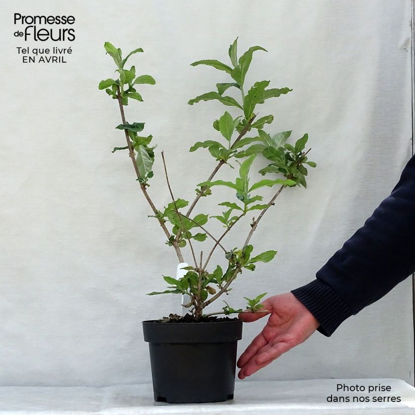 Buddleja davidii Pink Delight Maceta 3L/4L Ejemplar entregado en la primavera
