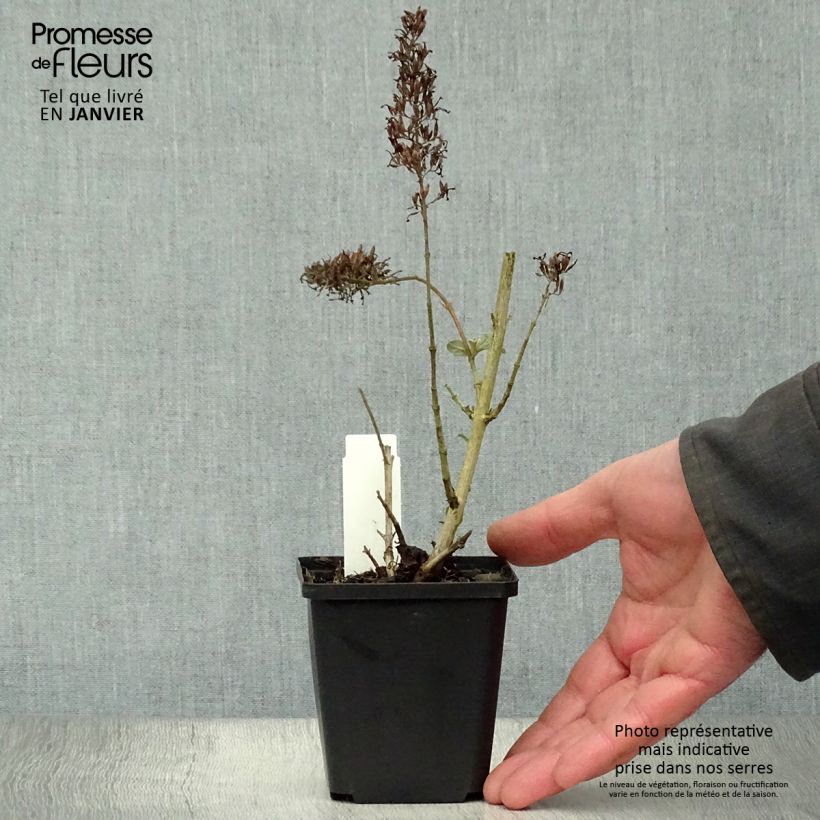 Buddleja davidii Pink Delight Maceta de 8/9 cm Ejemplar entregado en invierno