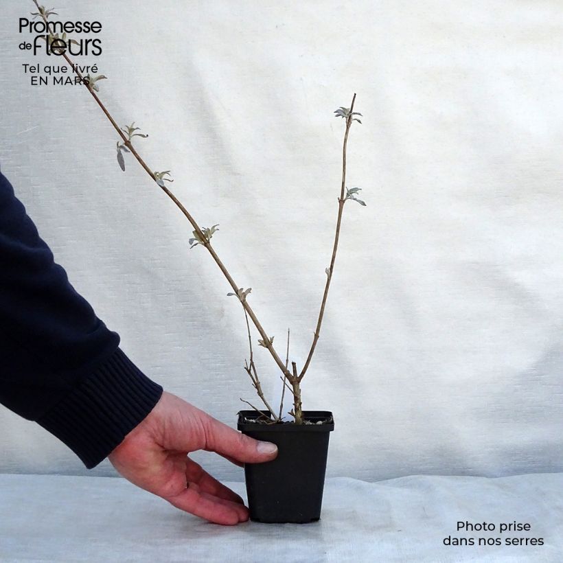 Buddleja davidii Pink Delight Maceta de 8/9 cm Ejemplar entregado en la primavera