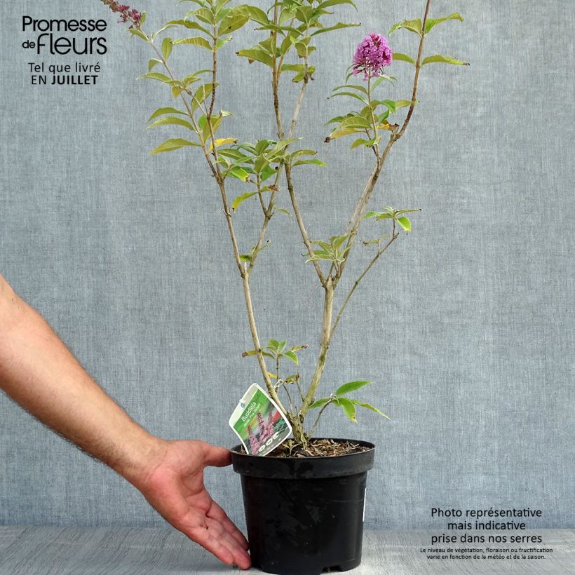 Ejemplar de Buddleja davidii Pink Delight Maceta 3L/4L entregado en verano