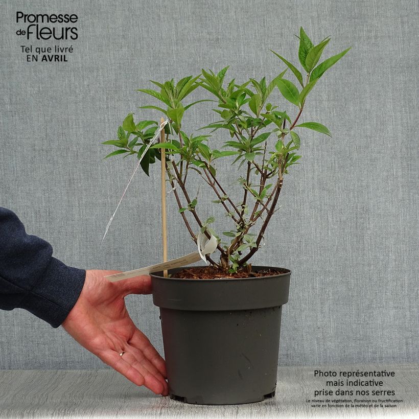 Buddleja davidii Pink Panther Maceta 2L/3L Ejemplar entregado en la primavera
