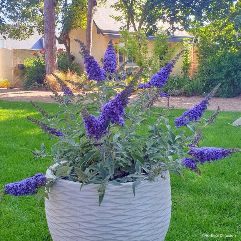 Buddleja davidii Rêve de papillon (Sueño de Mariposa) Blue - Arbusto de las mariposas (Porte)