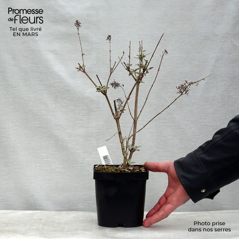 Buddleja davidii Rêve de Papillon Pink Maceta 2L/3L Ejemplar entregado en invierno