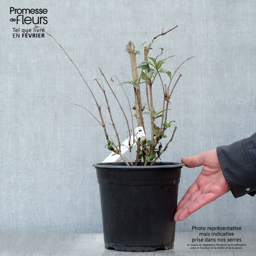 Buddleja davidii Rêve de Papillon Pink Maceta 4L/5L Ejemplar entregado en invierno