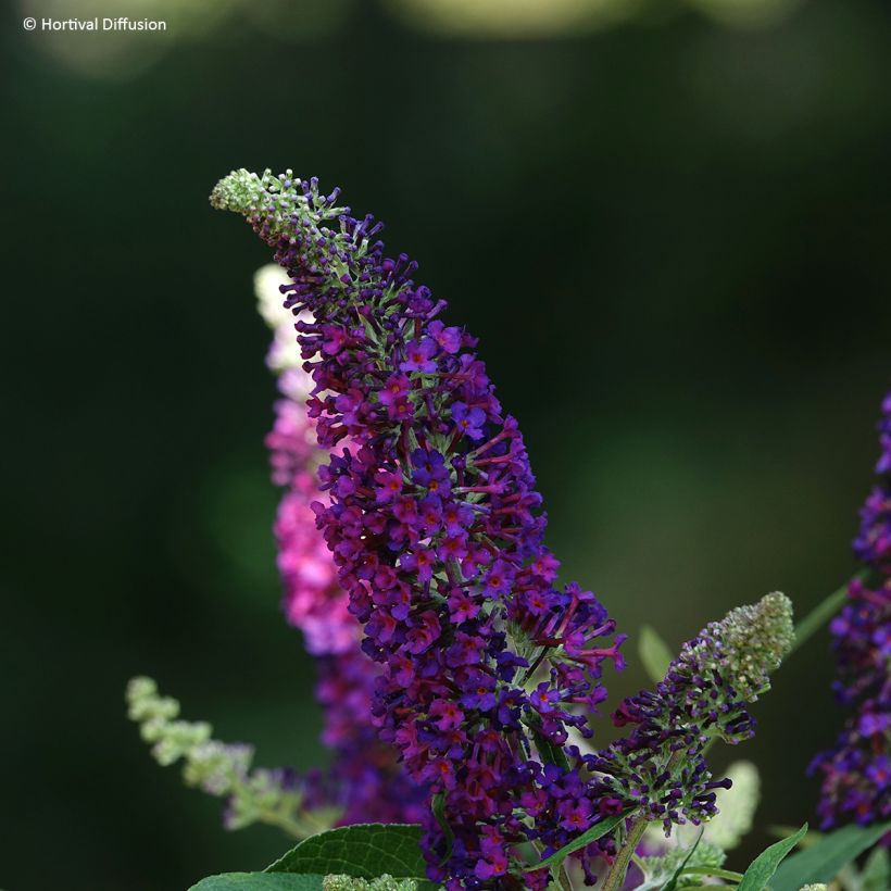 Buddleja davidii Rêve de papillon (Sueño de Mariposa) Violeta - Arbusto de las mariposas (Floración)