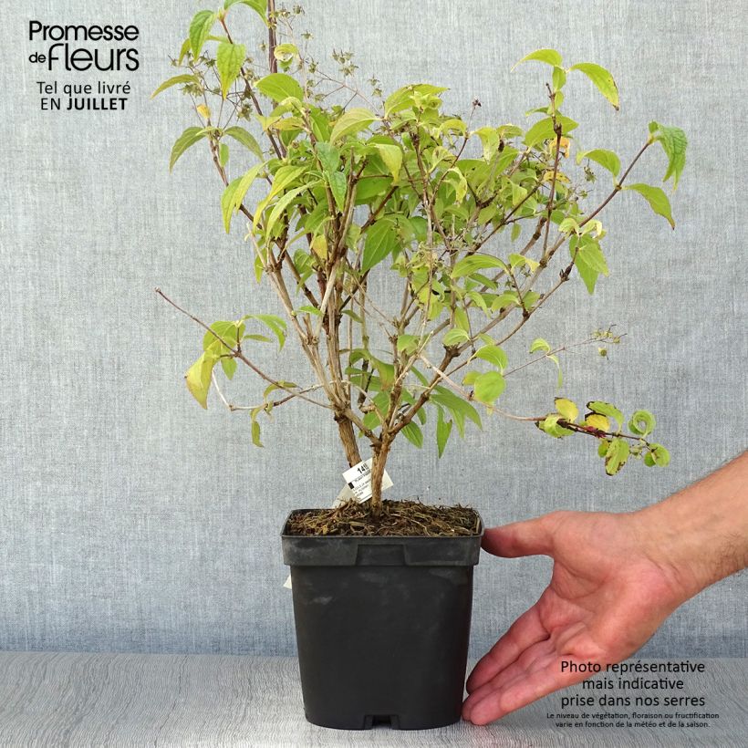 Ejemplar de Buddleja davidii Rêve de Papillon Blanc Maceta 2L/3L entregado en verano