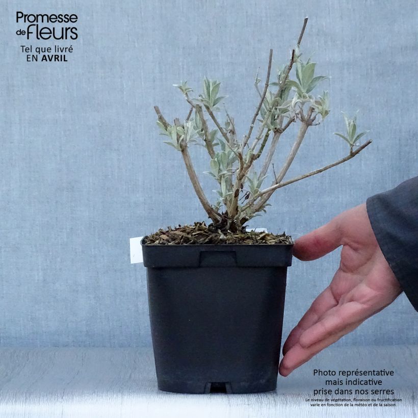 Buddleja davidii Rêve de Papillon Blanc Maceta 2L/3L Ejemplar entregado en la primavera