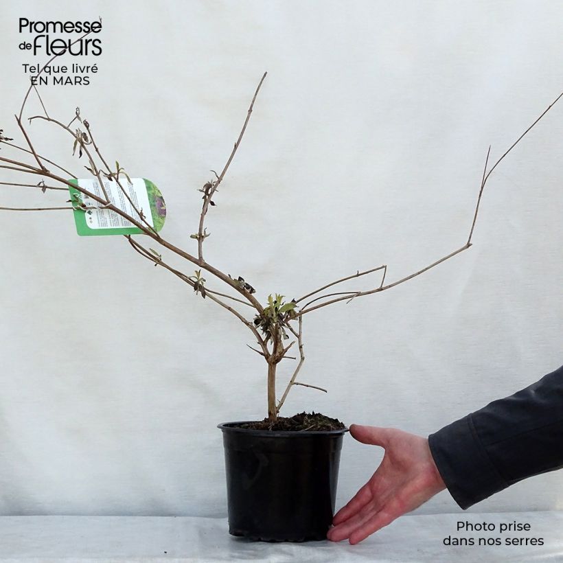 Buddleja davidii Santana Maceta 2L/3L Ejemplar entregado en la primavera