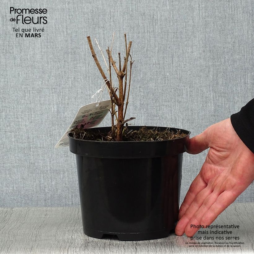 Buddleja davidii Summer Beauty Maceta 2L/3L Ejemplar entregado en invierno