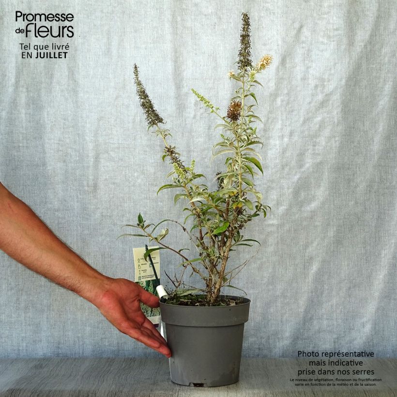 Ejemplar de Buddleja davidii White Ball Maceta 3L/4L entregado en verano