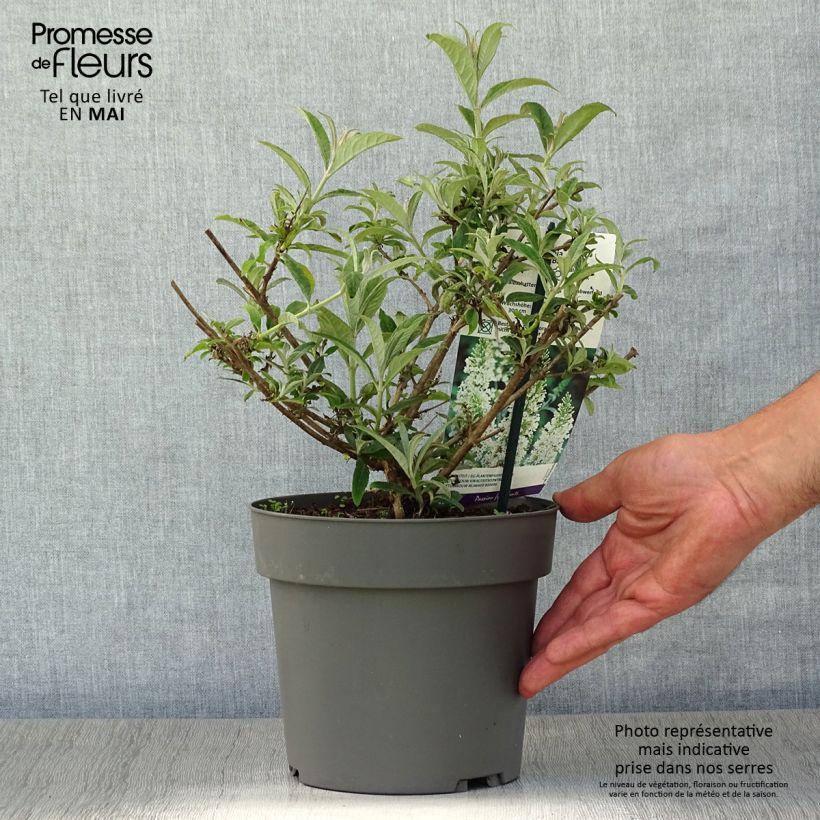 Buddleja davidii White Ball Maceta 3L/4L Ejemplar entregado en la primavera