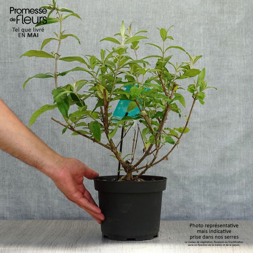 Buddleja davidii White Profusion Maceta 3L/4L Ejemplar entregado en la primavera