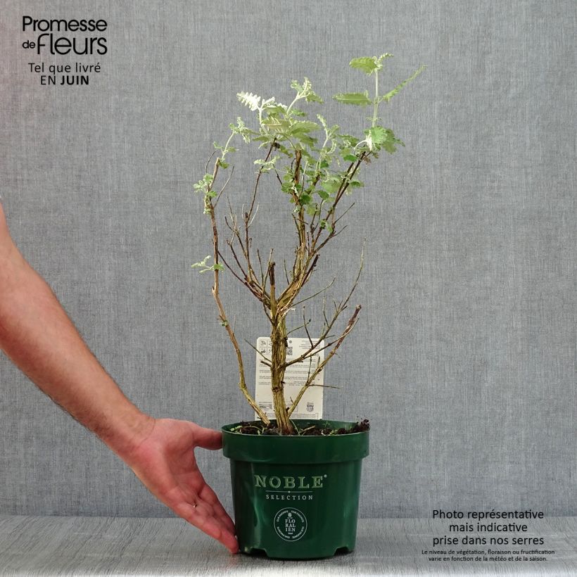 Ejemplar de Buddleja glomerata Silver Service Maceta 3L/4L entregado en verano
