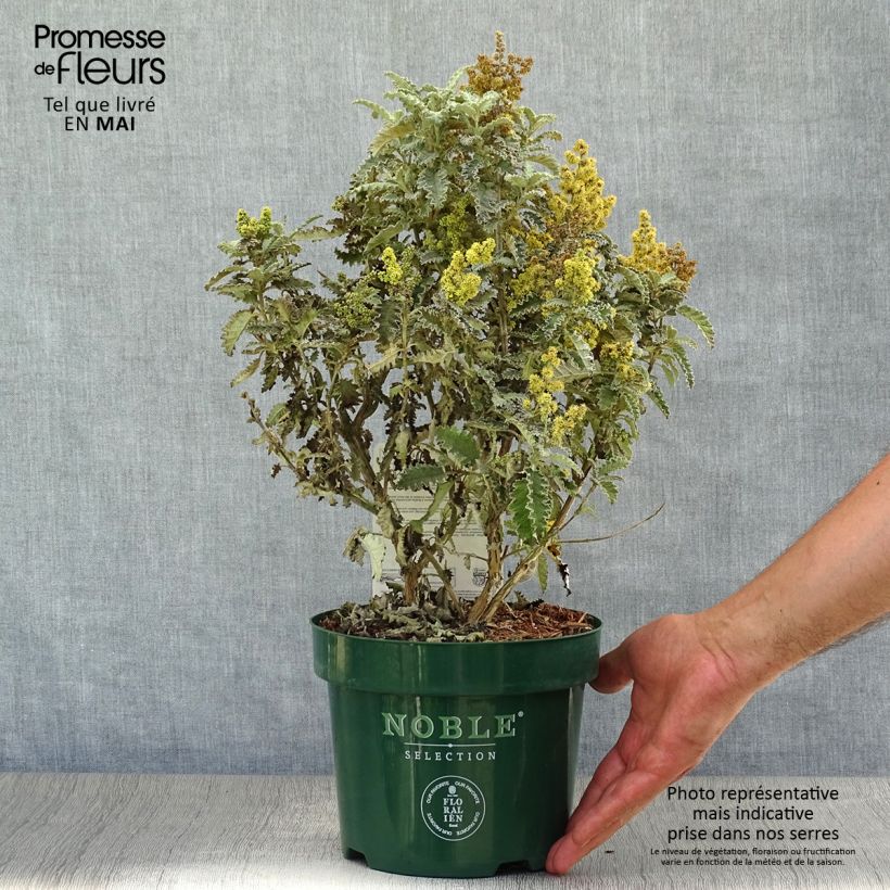 Buddleja glomerata Silver Service Maceta 3L/4L Ejemplar entregado en la primavera