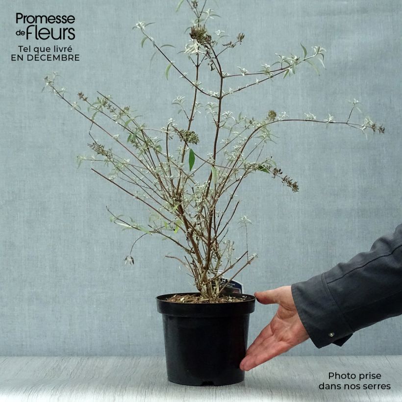 Buddleja davidii Nanho Blue Maceta 3L/4L Ejemplar entregado en invierno