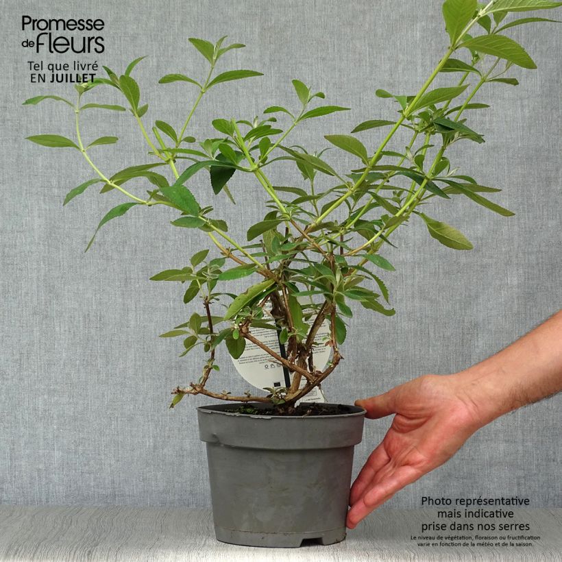 Ejemplar de Buddleja weyeriana Sungold Maceta 2L/3L entregado en verano