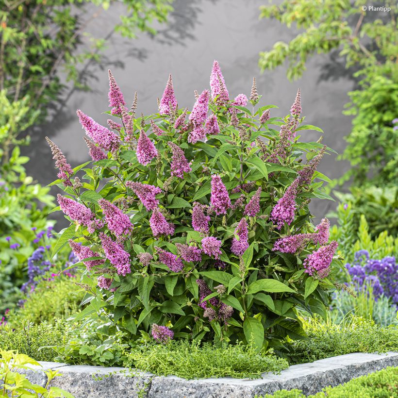 Buddleja davidii Butterfly Candy Little Pink (Porte)
