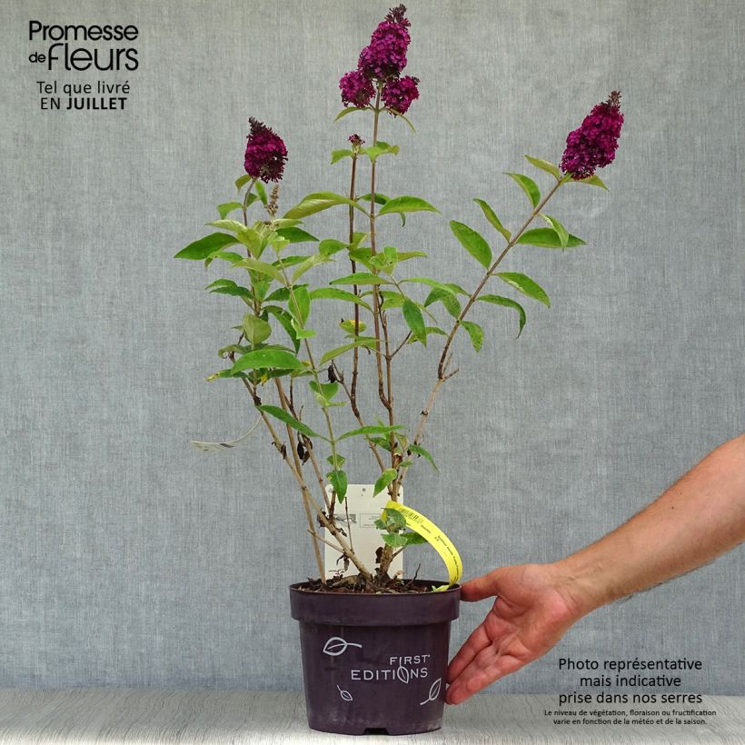 Ejemplar de Buddleja davidii Funky Fucsia Maceta 2L/3L entregado en verano