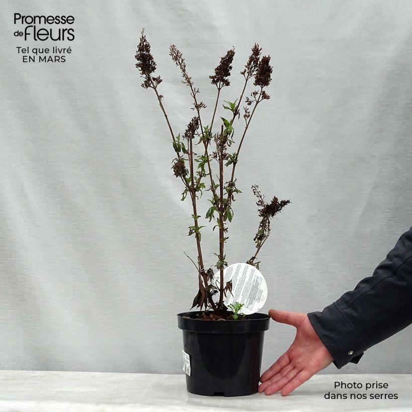 Buddleja davidii Peacock Maceta 3L/4L Ejemplar entregado en la primavera