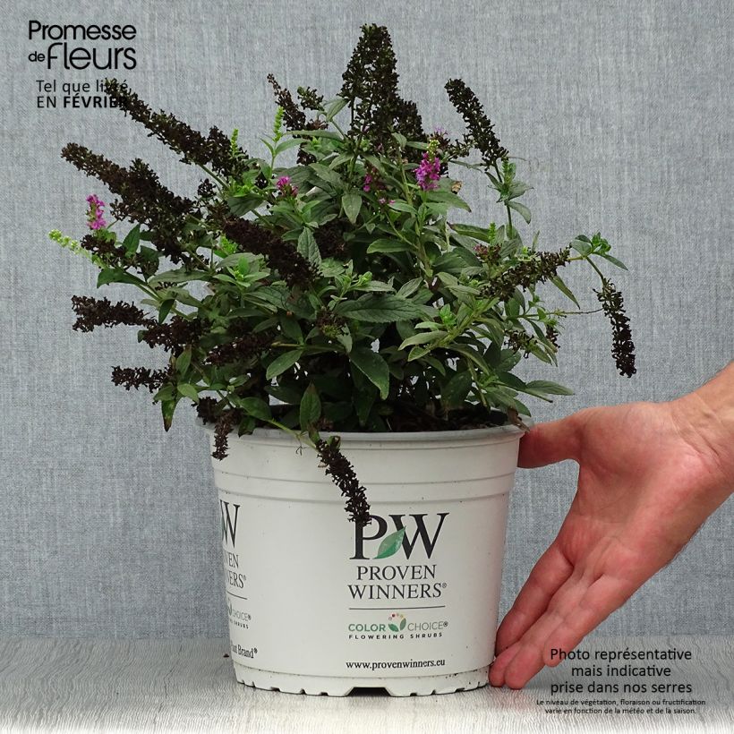 Ejemplar de Buddleja davidii Pink Micro Chip Maceta 3L/4L entregado en otoño