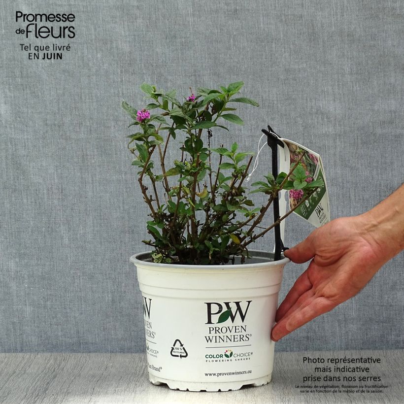 Ejemplar de Buddleja davidii Pink Micro Chip Maceta 3L/4L entregado en verano