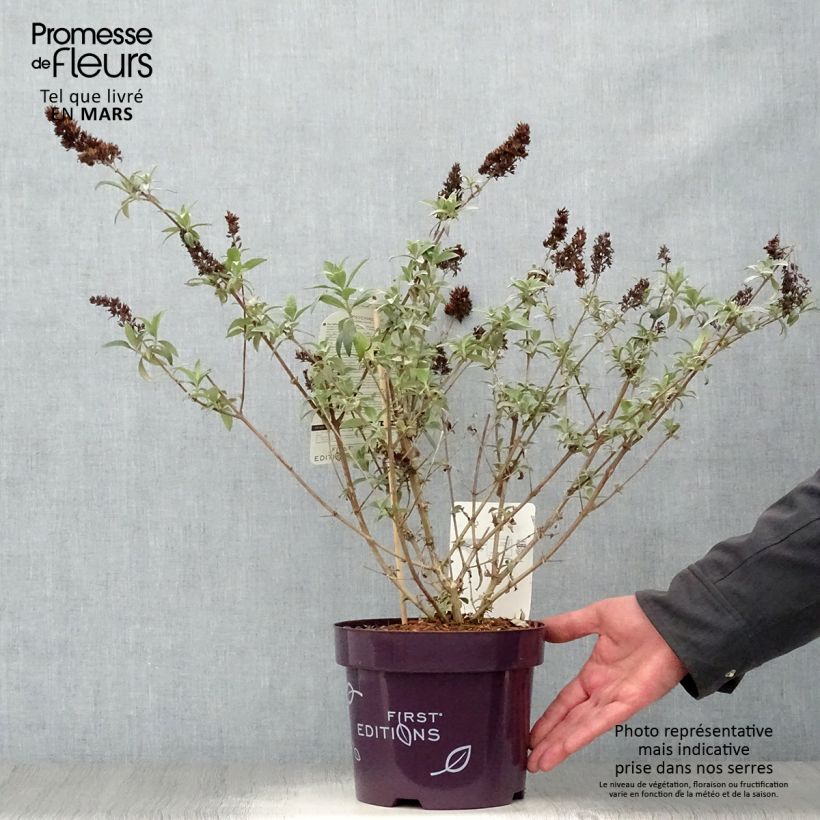 Buddleja davidii Psychedelic Sky Maceta 2L/3L Ejemplar entregado en la primavera