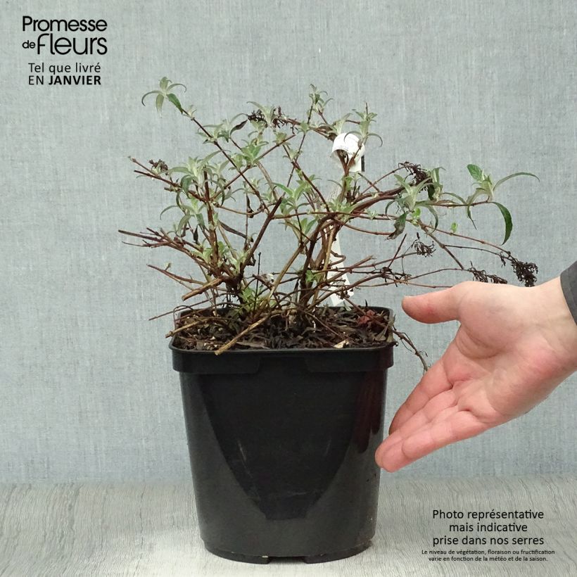 Buddleja davidii Wisteria Lane Maceta 3L/4L Ejemplar entregado en invierno
