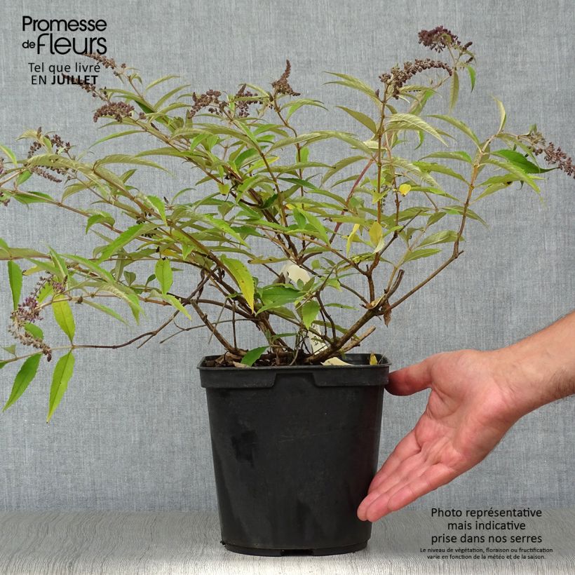 Ejemplar de Buddleja davidii Wisteria Lane Maceta 3L/4L entregado en verano