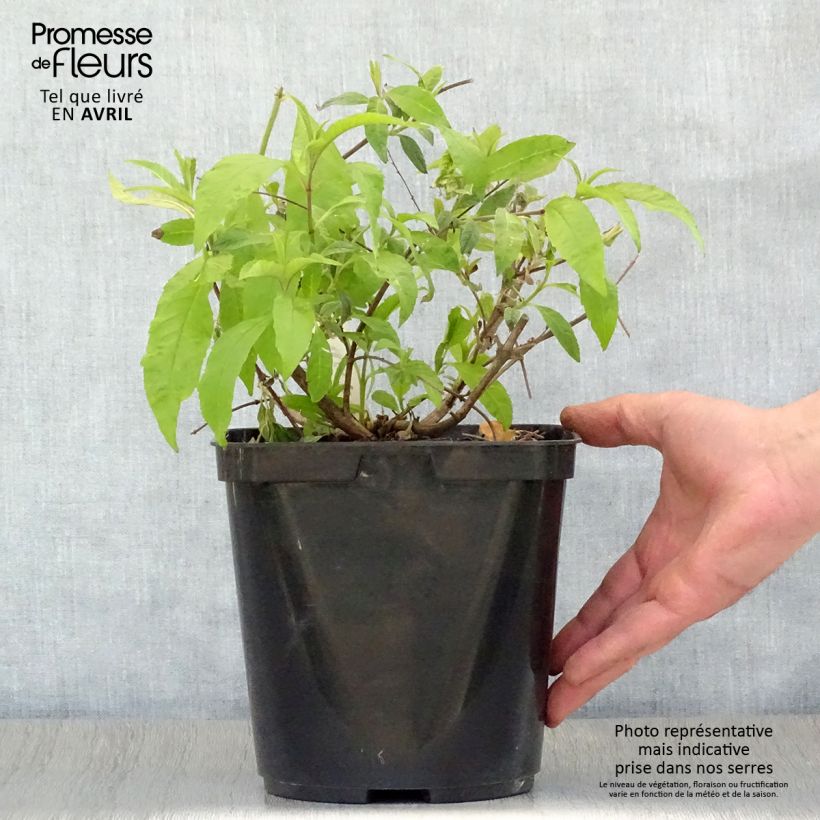 Buddleja davidii Wisteria Lane Maceta 3L/4L Ejemplar entregado en la primavera