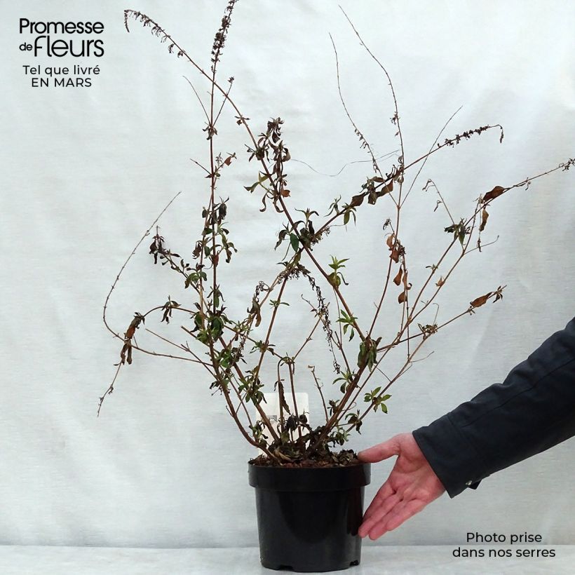 Buddleja davidii Argus Velvet Maceta 3L/4L Ejemplar entregado en la primavera