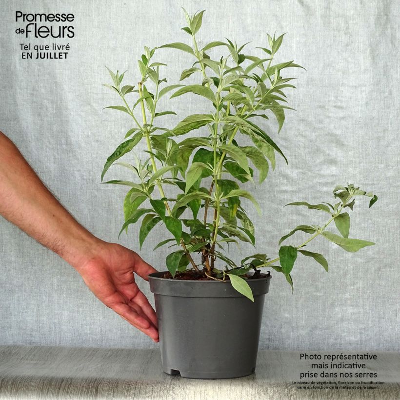 Ejemplar de Buddleja davidii Argus White Maceta 3L/4L entregado en verano