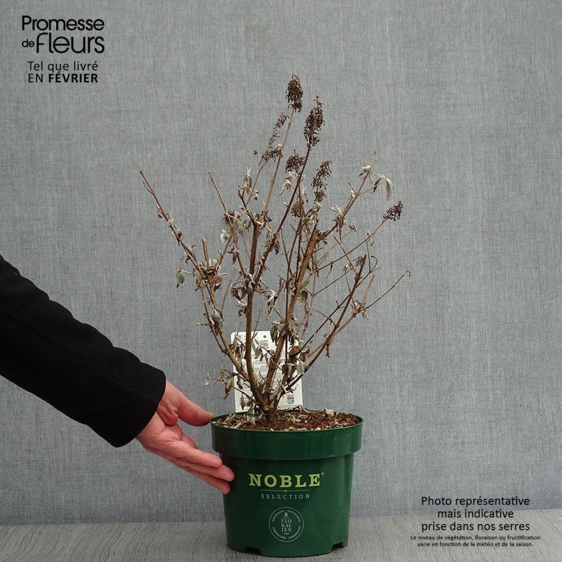 Buddleja davidii Argus White Maceta 3L/4L Ejemplar entregado en invierno