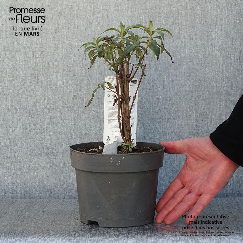 Buddleja davidii Butterfly Candy Little Pink Maceta 3L/4L Ejemplar entregado en invierno