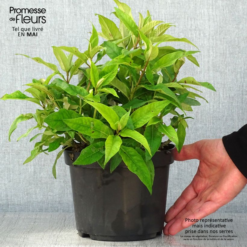 Buddleja davidii Butterfly Candy Little Pink Maceta 3L/4L Ejemplar entregado en la primavera