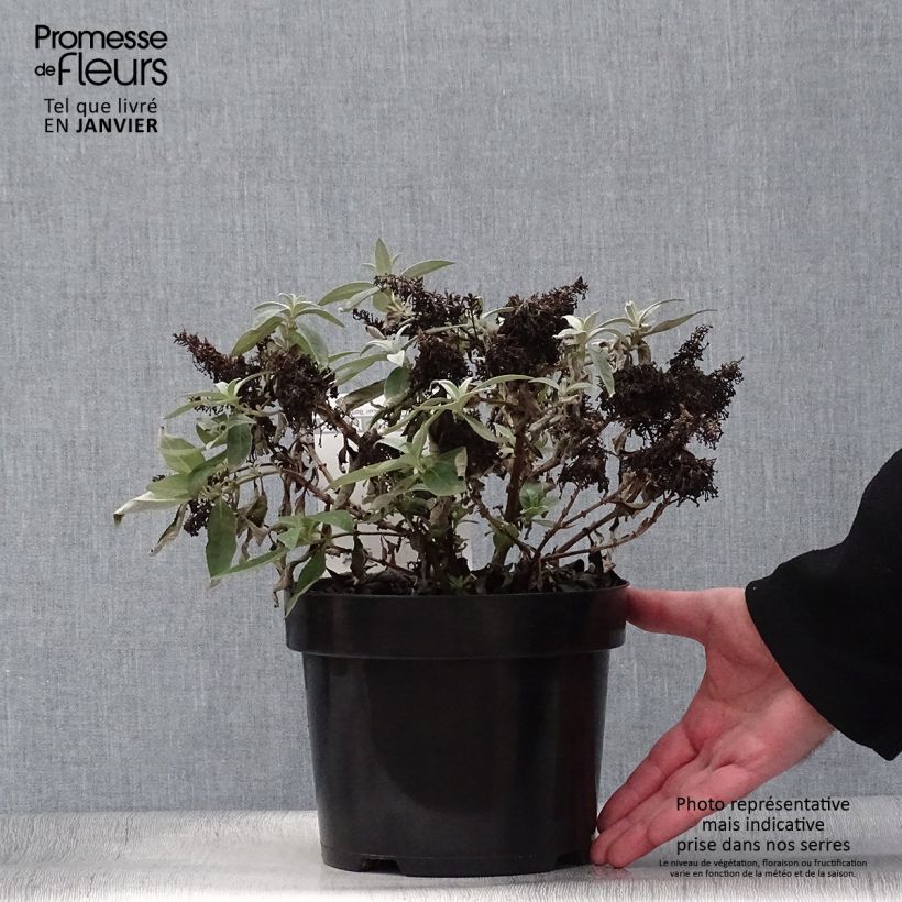 Buddleja davidii Butterfly Candy Lila Sweetheart Maceta 3L/4L Ejemplar entregado en invierno