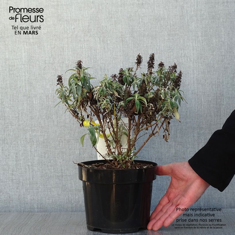 Buddleja davidii Butterfly Candy Little Lila Maceta 3L/4L Ejemplar entregado en invierno