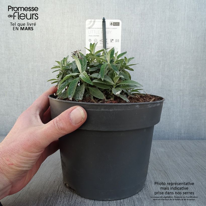 Buddleja davidii Butterfly Candy Little Ruby Maceta 3L/4L Ejemplar entregado en invierno