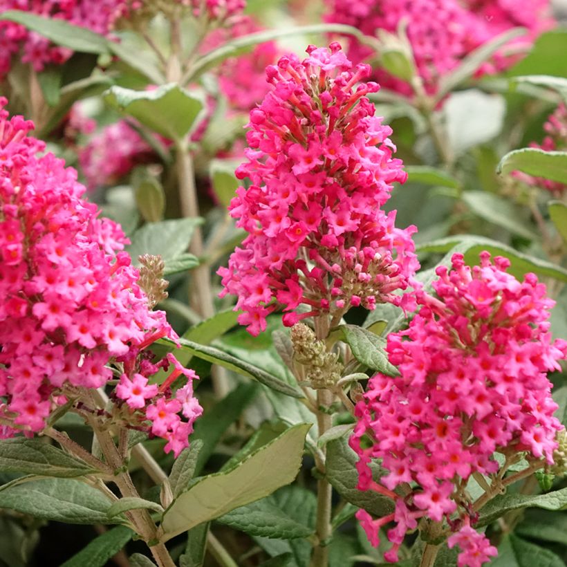 Buddleja davidii Butterfly Candy Little Ruby (Floración)