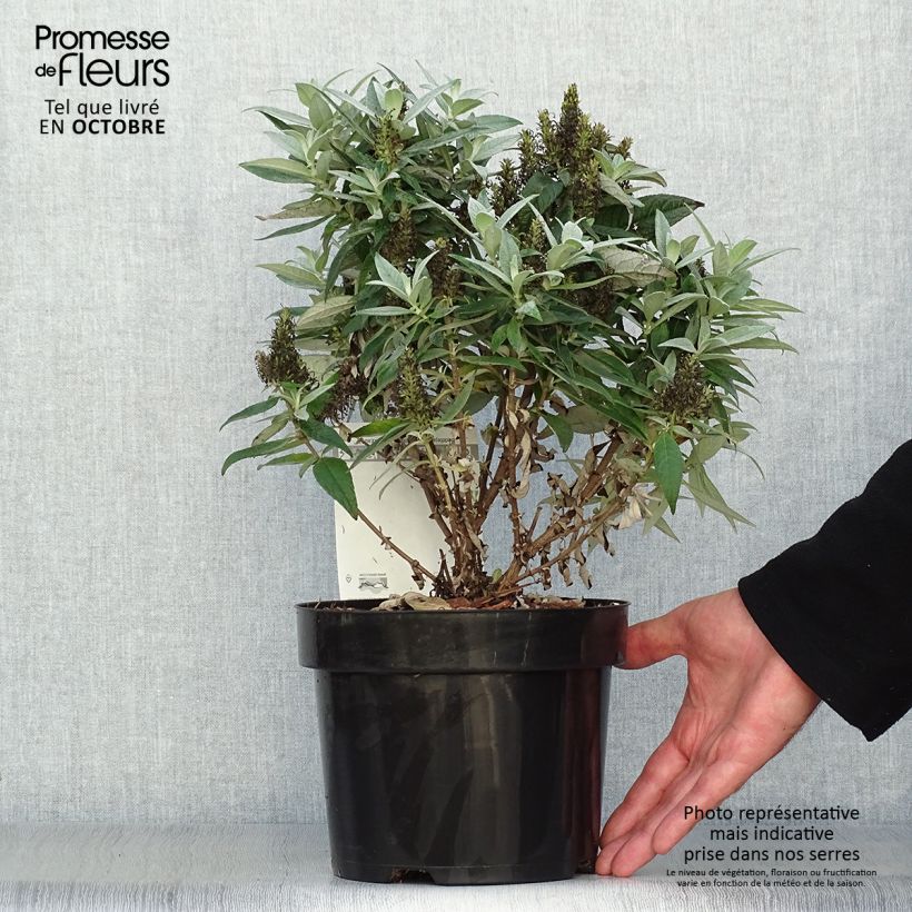 Ejemplar de Buddleja davidii Butterfly Candy Little White Maceta 3L/4L entregado en otoño