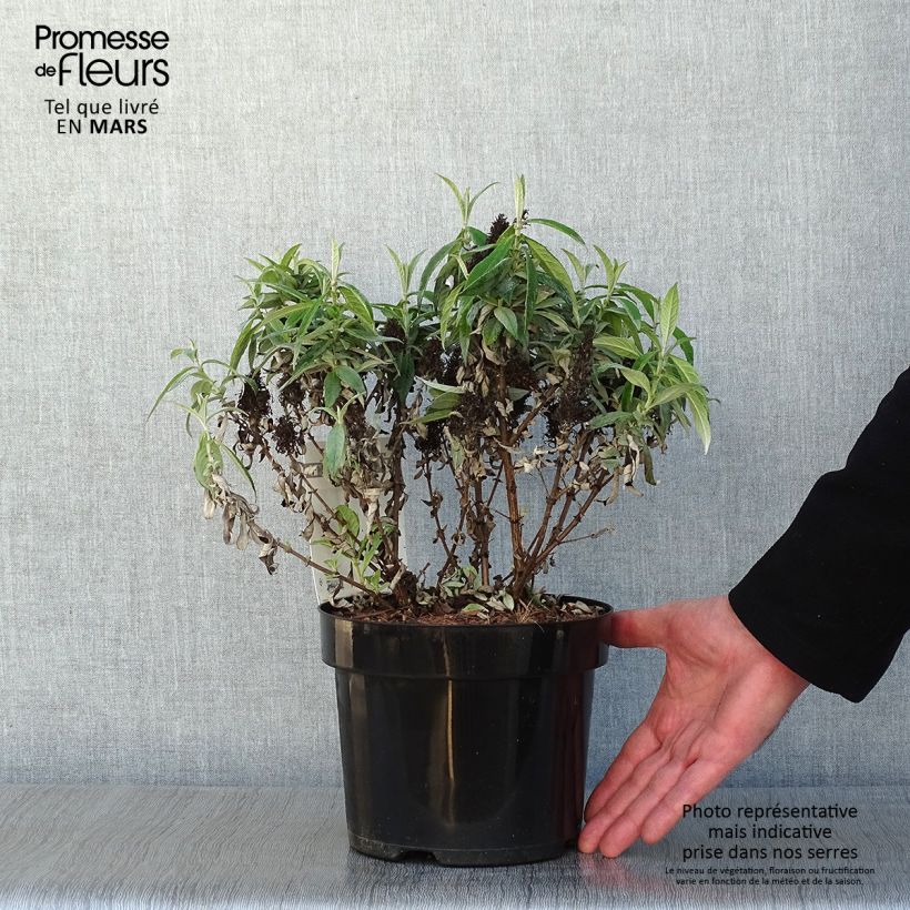 Buddleja davidii Butterfly Candy Little White Maceta 3L/4L Ejemplar entregado en invierno