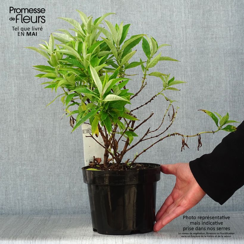 Buddleja davidii Butterfly Candy Little White Maceta 3L/4L Ejemplar entregado en la primavera