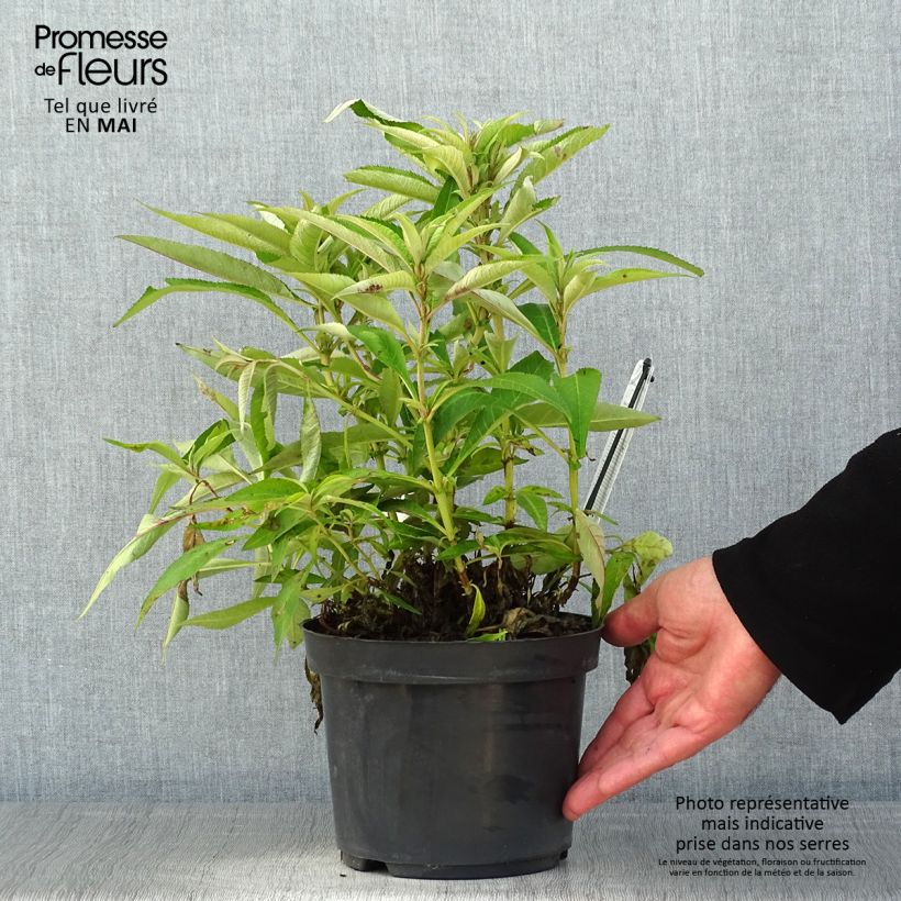 Buddleja davidii Butterfly Candy Little Purple Maceta 3L/4L Ejemplar entregado en la primavera