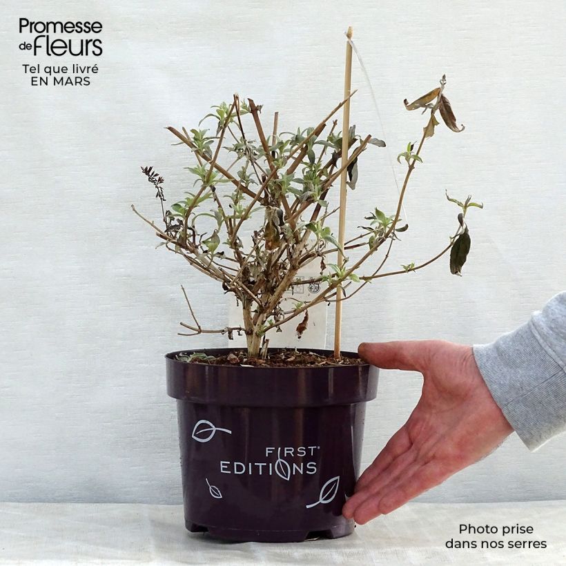 Buddleja davidii Groovy Grape Maceta 3L/4L Ejemplar entregado en la primavera